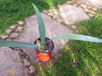 uresana